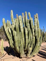 Image result for Lophocereus