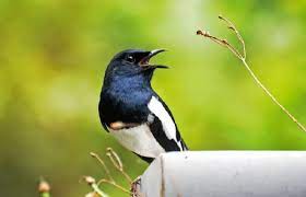Cara Mengatasi Burung Kacer Giras Ngeruji Nabrak Sangkar Paling Efektif Burung Sangkar Jenis