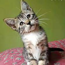 Search for a kitten or cat. Adopt Blossom Kitten Adoption Grey Tabby Kittens Cat Adoption