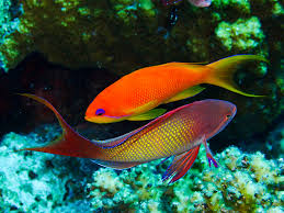 Image result for Rourea orientalis