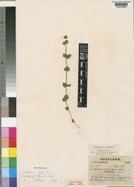 Image result for Crepidorhopalon parviflorus