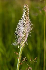 Image result for Plantaginaceae