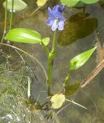 Image result for Monochoria