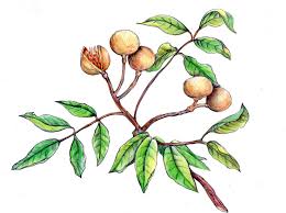 Image result for Khaya