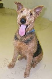 Free dog classifieds pawbe is here to help you find the perfect puppy for you and your family breeders and puppy owners can list their cute puppies here. Airedale Terrier Rescue And Adoption Arkansas Colorado Illinois Indiana Iowa Kansas Kentucky Michigan Min Airedale Terrier Pet Adoption Terrier Rescue