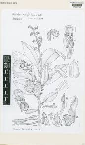 Image result for Cheirostylis lepida