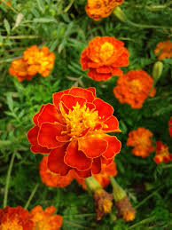 Zendu Flower Flowers Plants Campus