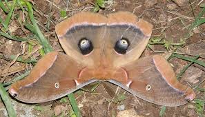 The Wings Have Eyes Lemon Bay Conservancy The red crabs of christmas island on #perfectplanet gather in their.millions on their tropical idyll. the wings have eyes lemon bay conservancy