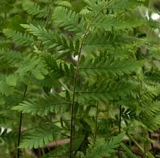 Image result for Arthropteris