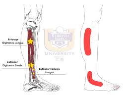 Calves The Stretching And Foam Rolling University