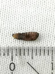 Image result for bed bugs eggs