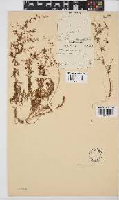 Image result for Physostigma mesoponticum