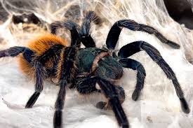 Image result for Aneilema spekei