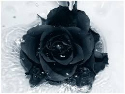 Black Rose Flowers Wallpaper Id 772223 Desktop Nexus Nature Rose Flower Pictures Flowers Photography Wallpaper Black Rose