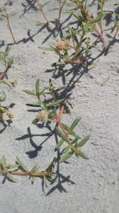 Image result for Fagonia sinaica