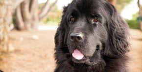 List Of Dog Breeds Petfinder