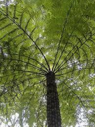 La fougère arborescente est un produit ancien: Fougere Arborescente Cyathea Australis Le Jardin Du Pic Vert