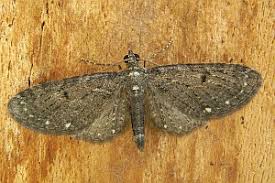 Image result for Eupithecia tripunctaria
