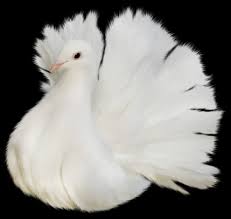 Fantail Pigeon