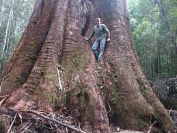 This is hyperion coast redwood. Top 10 Biggest Trees In The World 2020 Pictures Pickytop