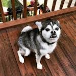 Husky Pug Mix: Everything You Need To Know About The Hug