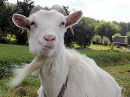 77,441 likes · 47 talking about this. Never Underestimate A Goat It S Not As Stupid As It Looks Science Smithsonian Magazine