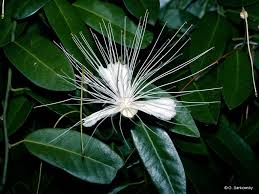 Image result for Capparis scheffleri