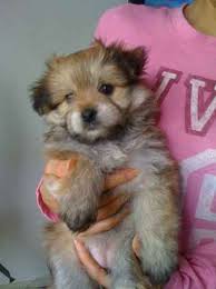 These lovable puppies will certainly prepare september 20. Yoranian Yorkie Pomeranian Mix Info Training And Pictures