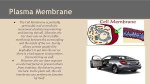 Maybe you would like to learn more about one of these? Cell Structure Compare To A Car By Quyen Tran Ppt Download