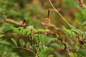 Image result for Indigofera longistaminata