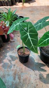 Maybe you would like to learn more about one of these? Alocasia Frydek Nature Sense