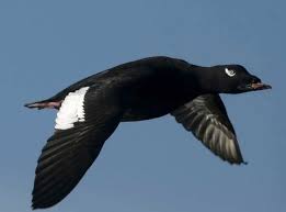 Big Black Bird With White Wing Tips White Winged Scoter White Wings Pet Birds Beautiful Birds