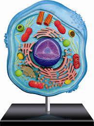 Eyeball anatomy model item no. 4d Science Animal Cell Anatomy Fame Master Enterprise Ltd Puzzle Warehouse