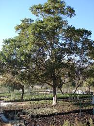 Image result for Cryptocarya woodii