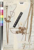 Image result for Pycreus chrysanthus