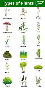 Maybe you would like to learn more about one of these? Different Types Of Plants By Life Cycle Seeds Size Leverage Edu