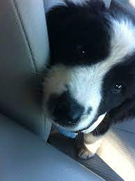 My Riley Tugging At My Heart Strings Dog Lovers Beloved Dog Cute Dogs