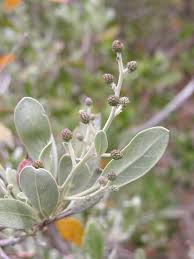 Image result for Conocarpus erectus