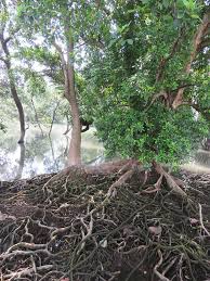 Image result for Xylocarpus