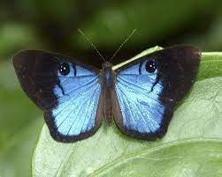 Wings Are Not Blue At All Just Extremely Complex To Reflect Only Blue Light Thus The Intensity Insectos Mariposas Bellas Abejas