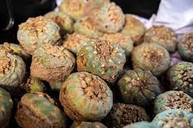 Cut the cactus and blend it with some water. Mescaline Myths Effects Risks And How To Get Help