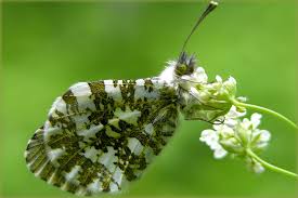 Identification of the small white butterfly, caterpillar, egg and chrysalis with information on its life cycle and how to prevent the caterpillars from eating brassica vegetables. How To Identify White Butterflies Scottish Wildlife Trust