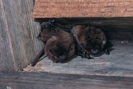 You should put in the netting over the spaces as they describe and leave it so all the bats can escape for 4 or 5 nights. Bats In The House Living With Bats In The Attic Or Roof The Rspb