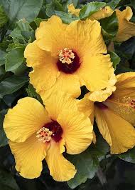 Image result for Hibiscus calyphyllus