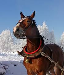 He made a rare record of finishing third in the arima kinen three years in a row. Horse Noble Graceful Free Photo On Pixabay
