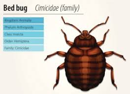 Bed Bug Control Prevention Facts Bain Pest Control Service