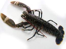 Ciao a tutti sono misya, ovvero flavia imperatore, ho 34 anni, sposata con ivano e mamma di elisa, sono napoletana,amante dei. Crostacei Gli Insetti Di Mare Ecco Quanti E Quali Sono Lazio Sociale