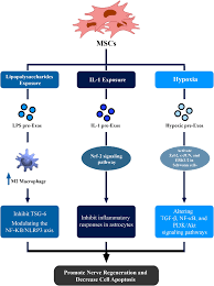 Frontiers | Therapeutic potential of mesenchymal stem cell-derived exosomes  and miRNAs in neuronal regeneration and rejuvenation in neurological  disorders: a mini review