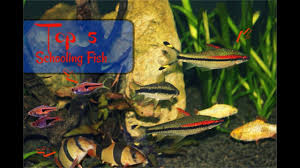 The harlequin rasboras are a popular schooling freshwater fish due to their peaceful temperament and ease of care. Top 5 Schooling Aquarium Fish Youtube