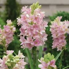 Wellcome v0043480.jpg 2,362 × 3,264; List Of 79 Types Of Pink Flower Plant Names Best Pink Flowers